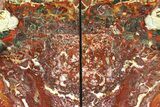 Tall, Red and Yellow Jasper Bookends - Marston Ranch, Oregon #307178-1